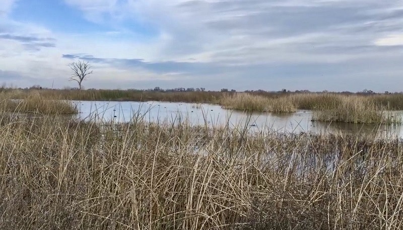 flooded wetlands